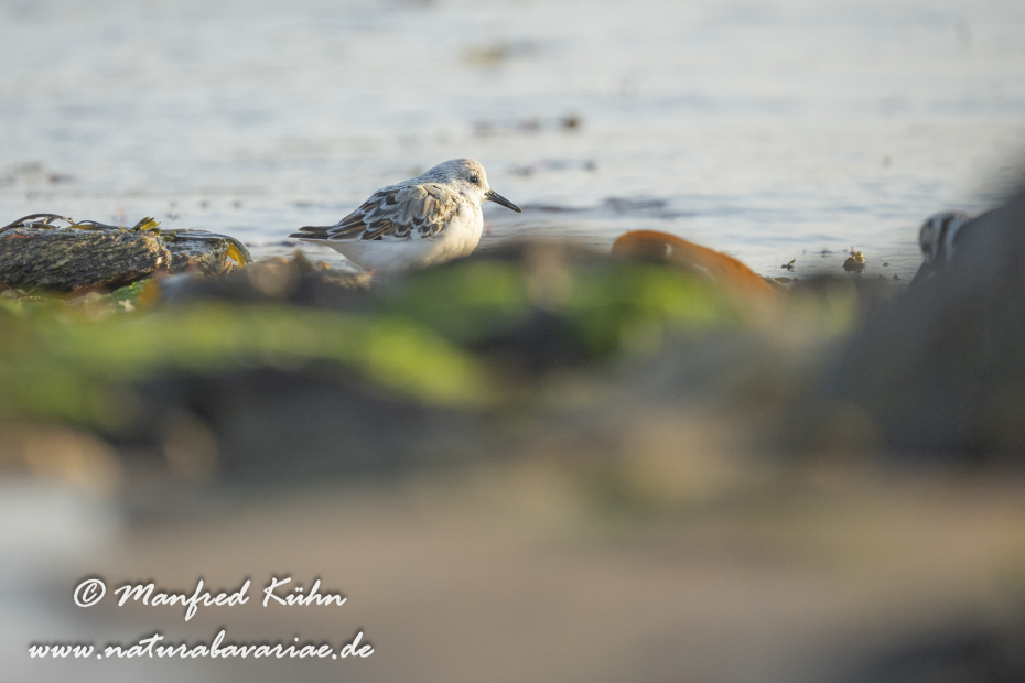 Sanderling ()_0091