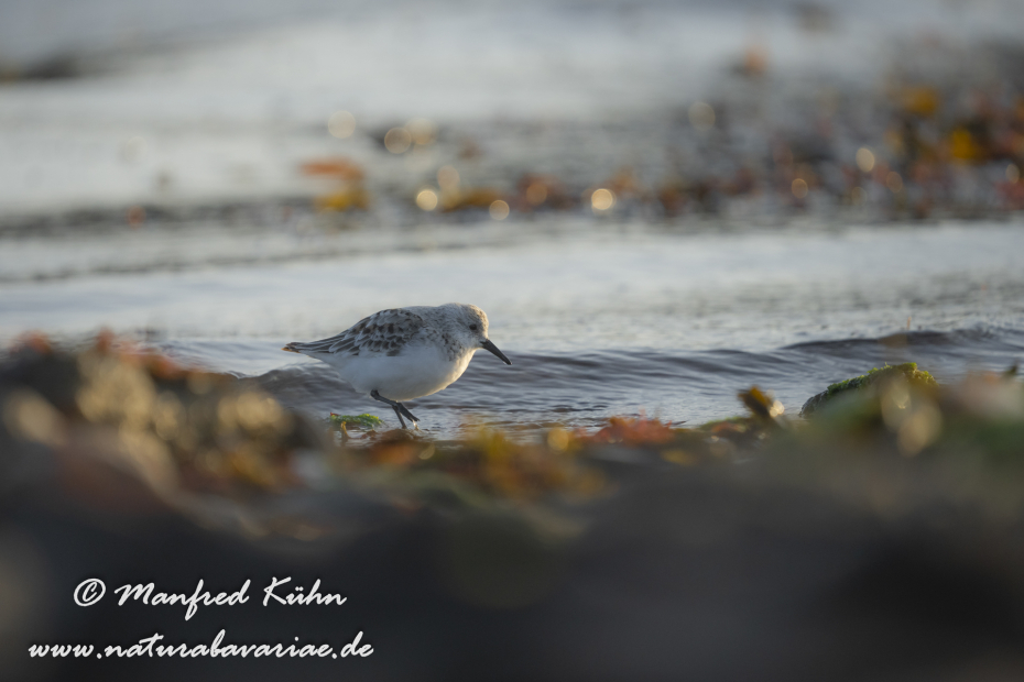 Sanderling ()_0095