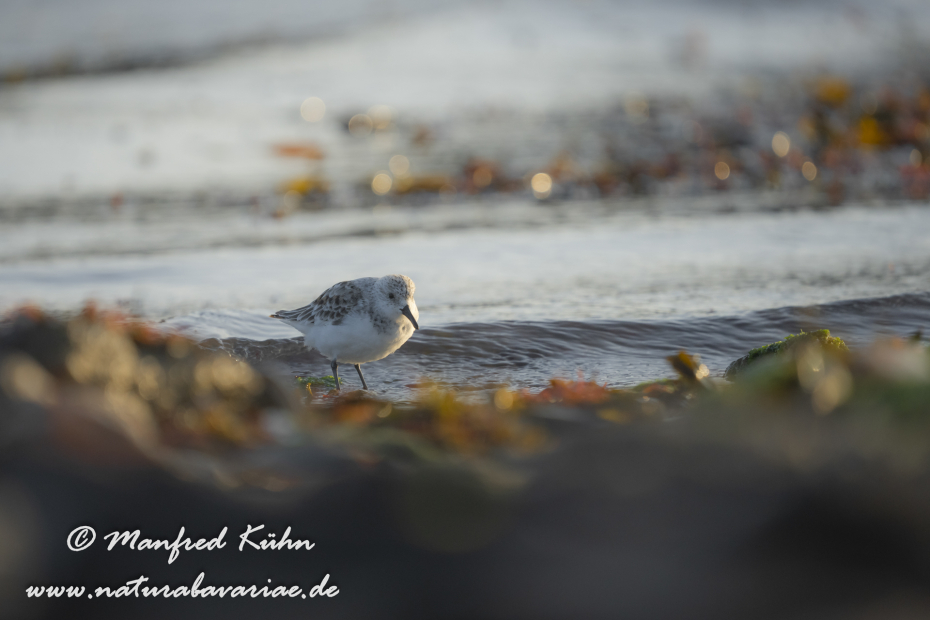 Sanderling ()_0097