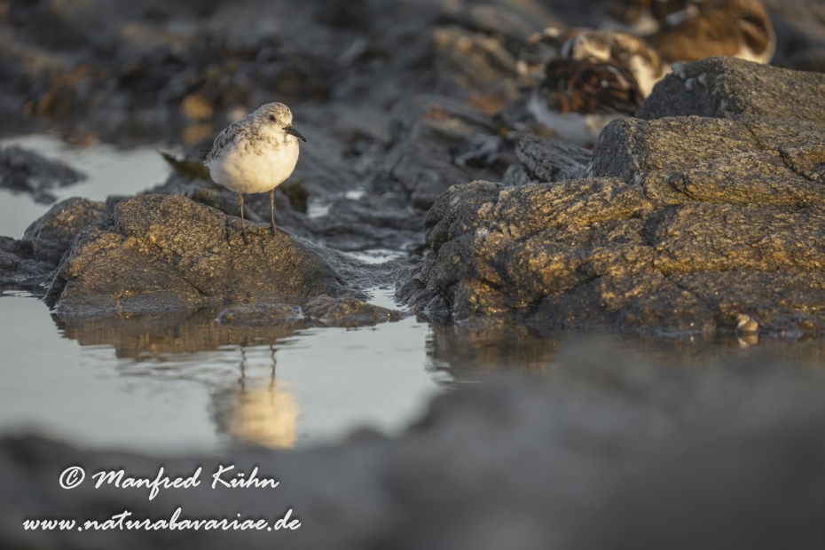 Sanderling ()_0121