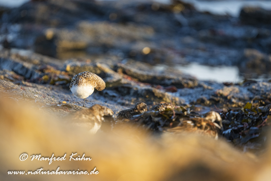 Sanderling ()_0130