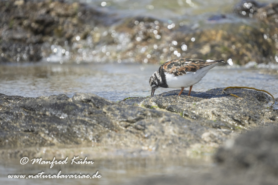 Steinwälzer ()_0232