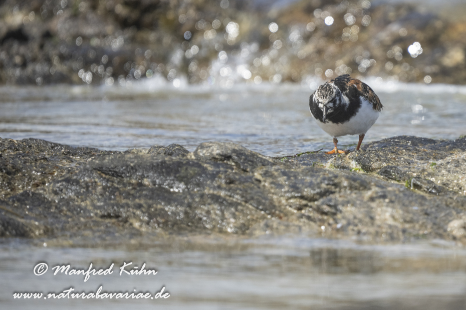 Steinwälzer ()_0236