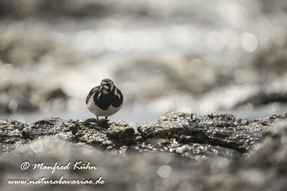 Steinwälzer ()_0254