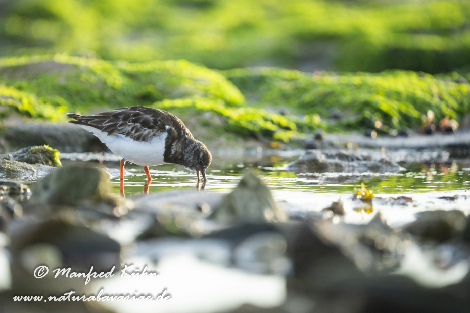 Steinwälzer ()_0363