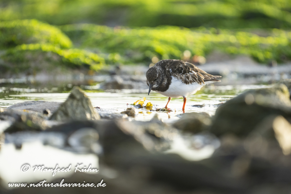 Steinwälzer ()_0366