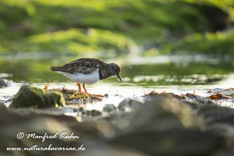 Steinwälzer ()_0369