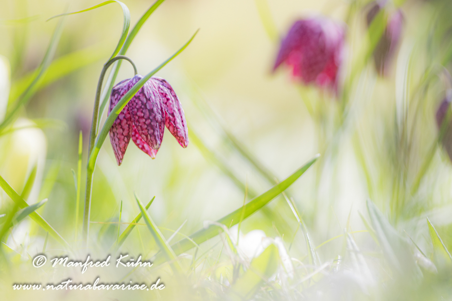 Schachblume ()_0002