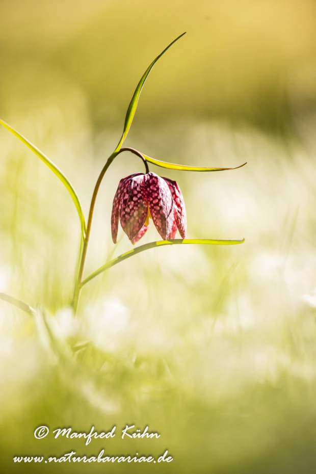 Schachblume ()_0051