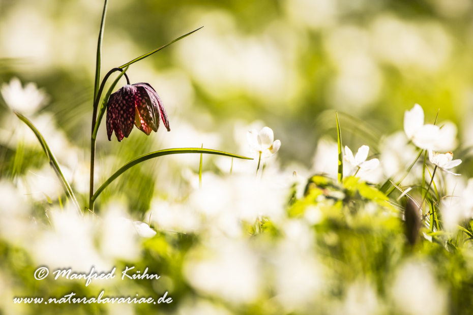 Schachblume ()_0058