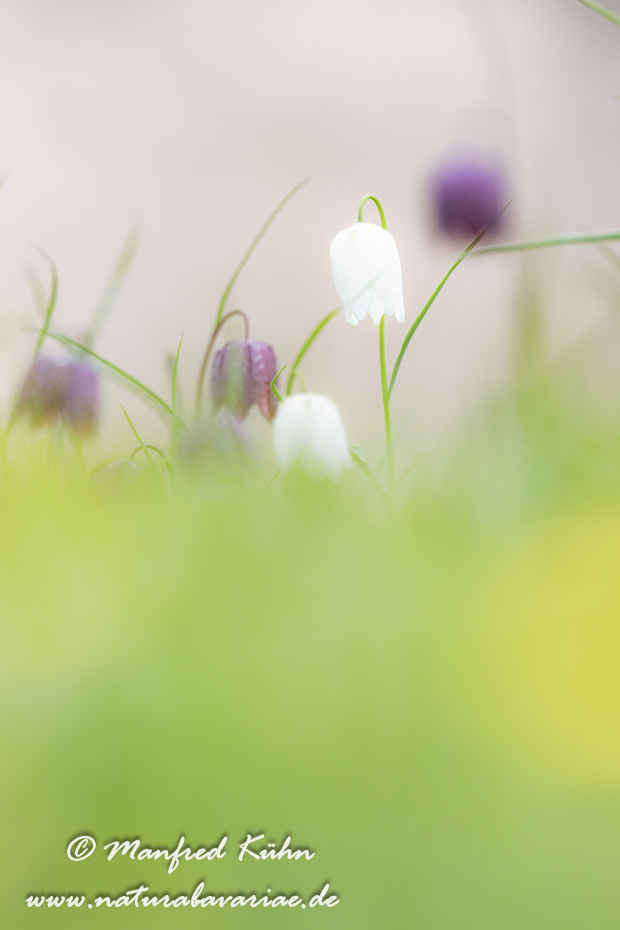 Schachblume ()_0086
