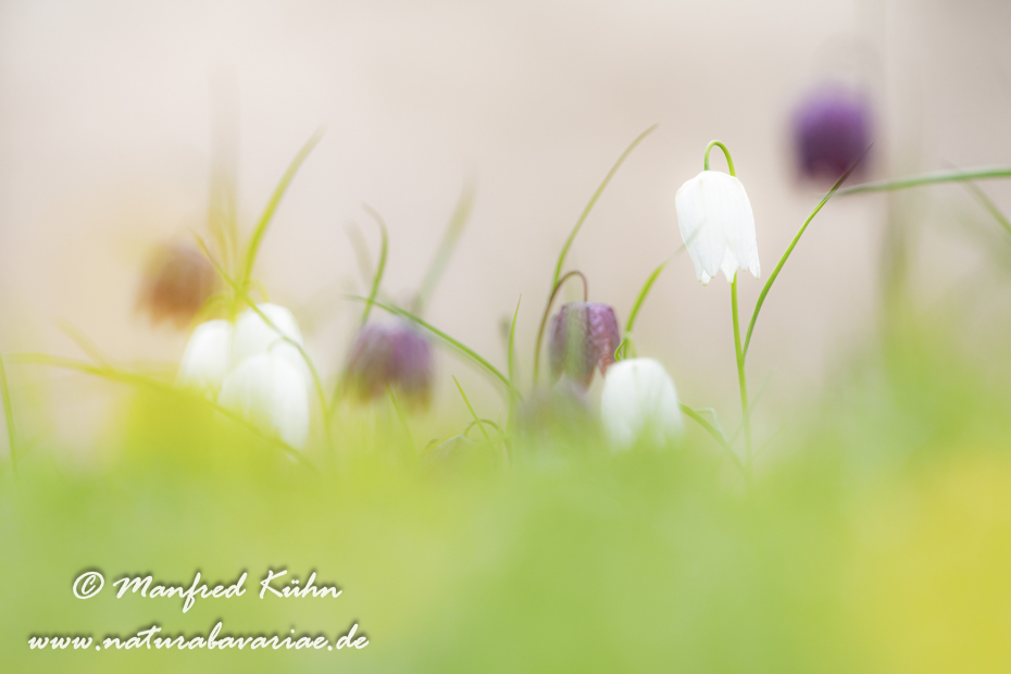 Schachblume ()_0095