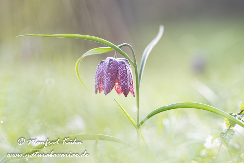 Schachblume ()_0121