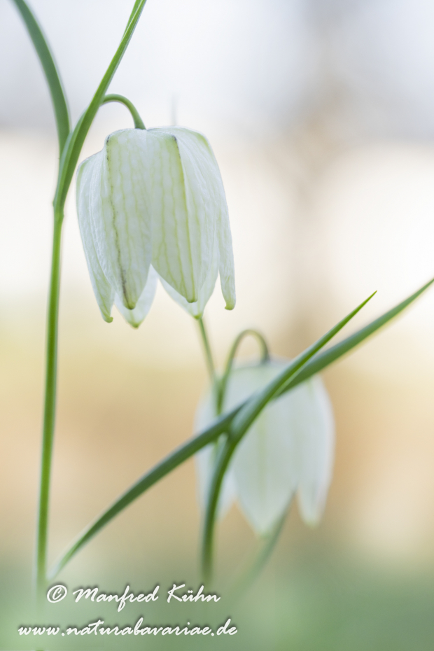 Schachblume ()_0142