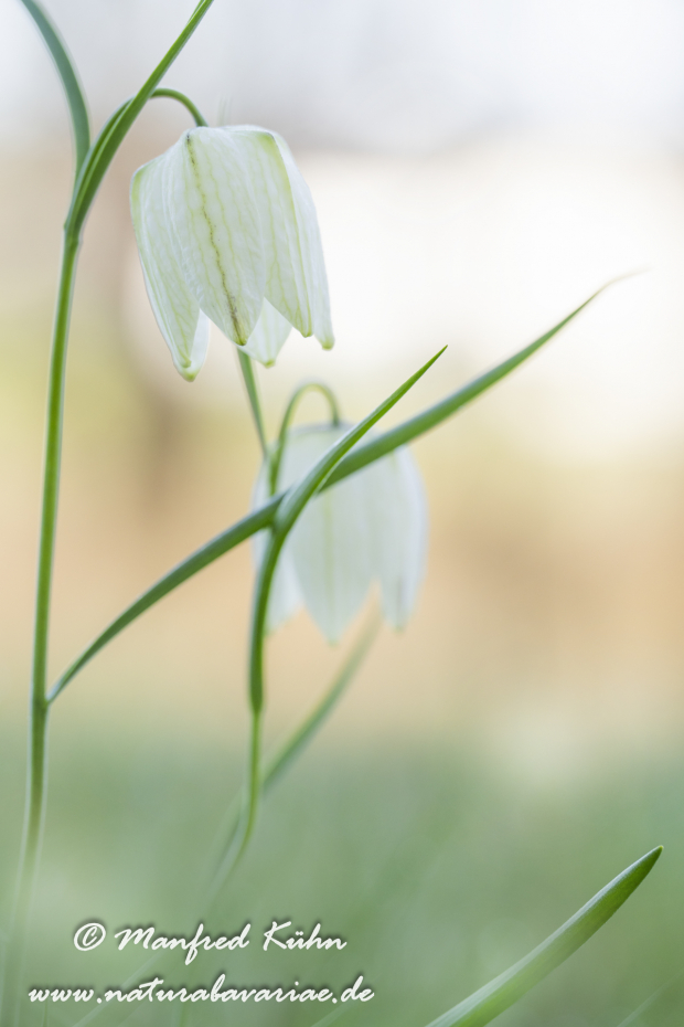 Schachblume ()_0144