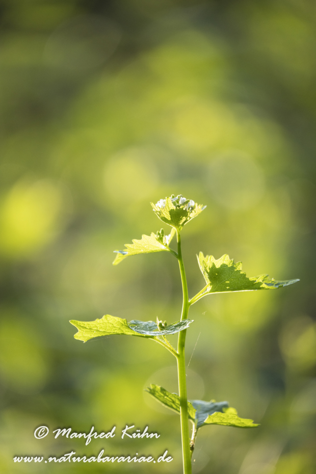 Knoblauchsrauke ()_0042