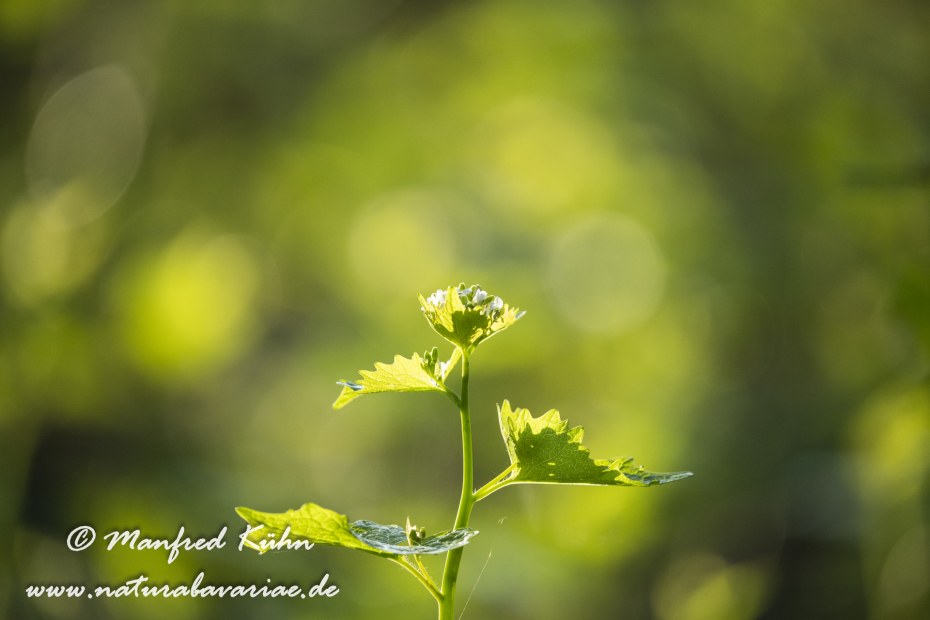 Knoblauchsrauke ()_0045