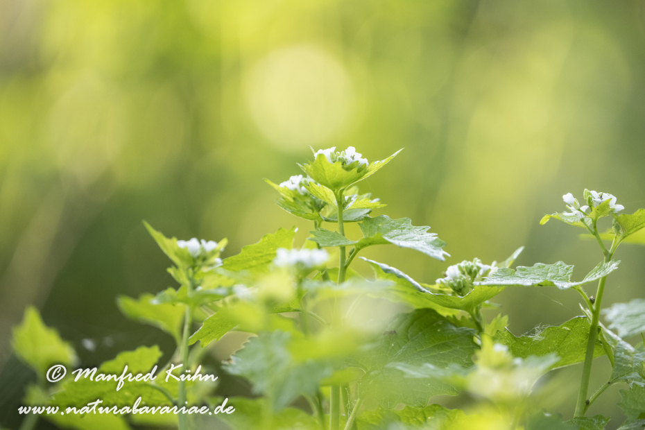 Knoblauchsrauke ()_0052