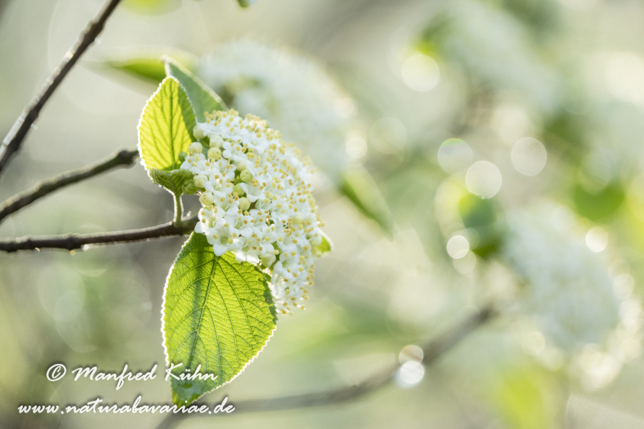 Schneeball (Wolliger)_0012