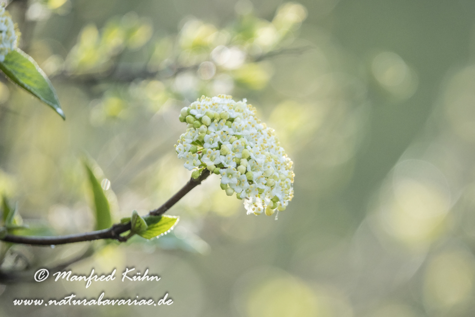 Schneeball (Wolliger)_0017