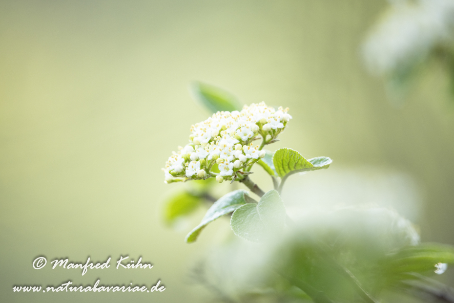 Schneeball (Wolliger)_0021