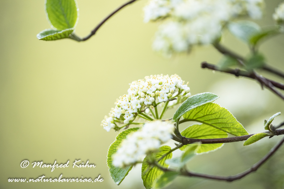 Schneeball (Wolliger)_0022