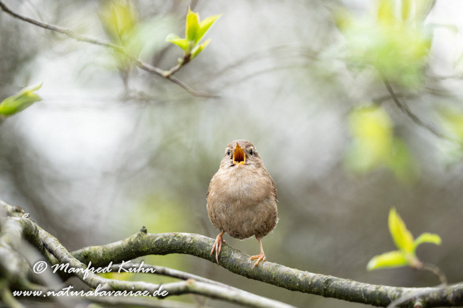 Zaunkönig ()_0096