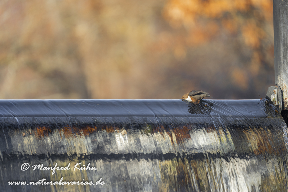 Wasseramsel ()_0320