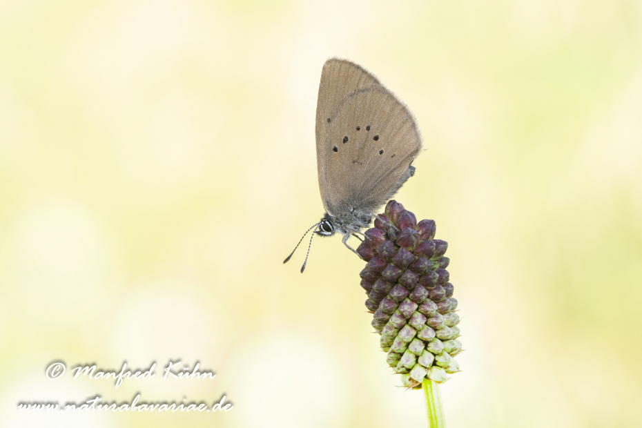 Ameisenbläuling (Dunkler Wiesenknopf-)_0002
