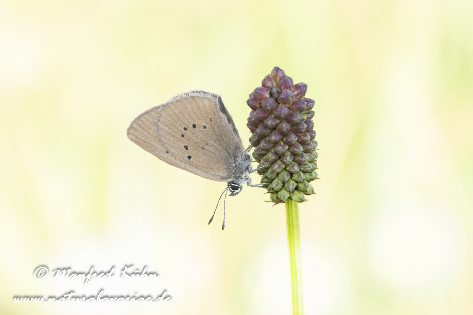 Ameisenbläuling (Dunkler Wiesenknopf-)_0007