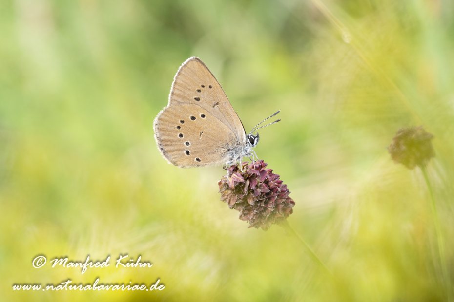 Ameisenbläuling (Dunkler Wiesenknopf-)_0027