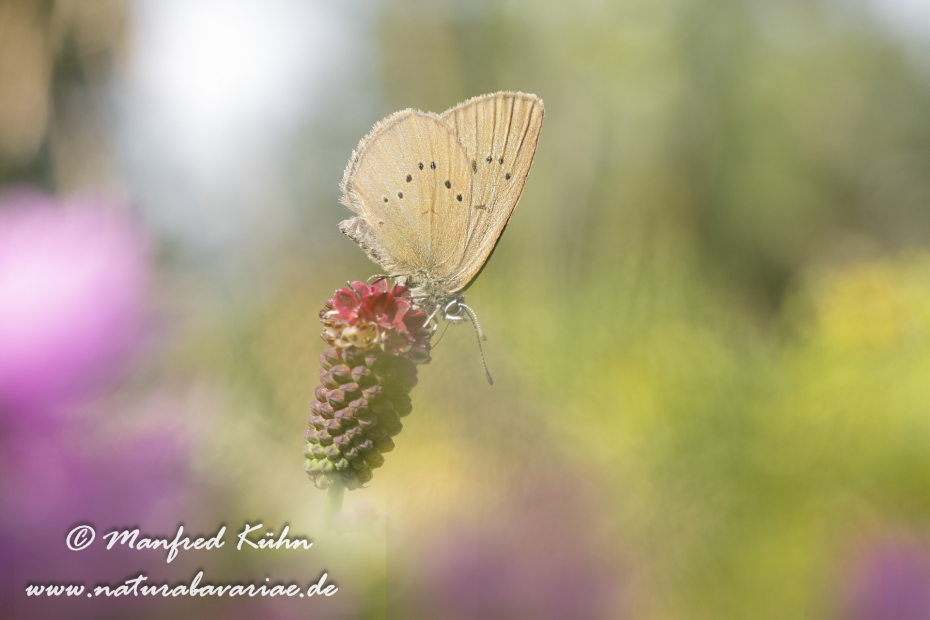 Ameisenbläuling (Dunkler Wiesenknopf-)_0040