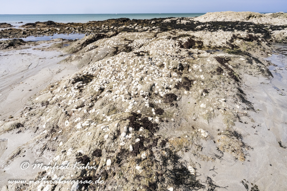 Bretagne (Frankreich)_0452