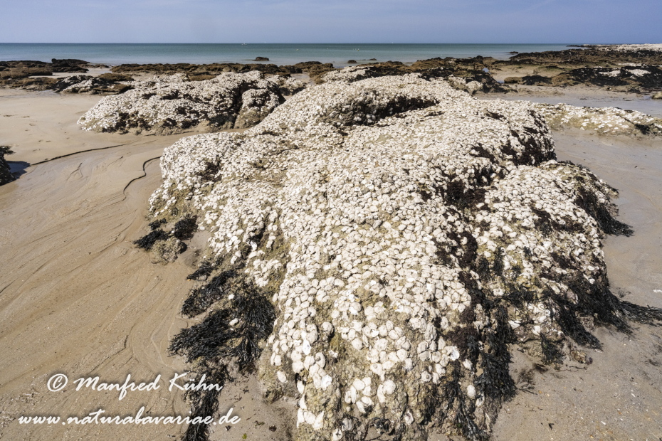 Bretagne (Frankreich)_0466