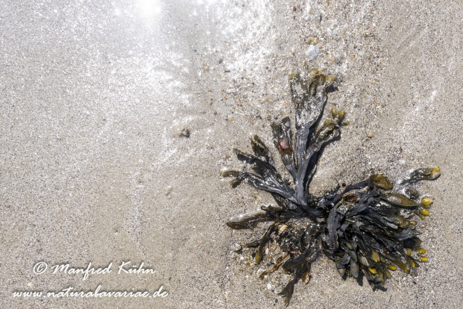 Bretagne (Frankreich)_0477