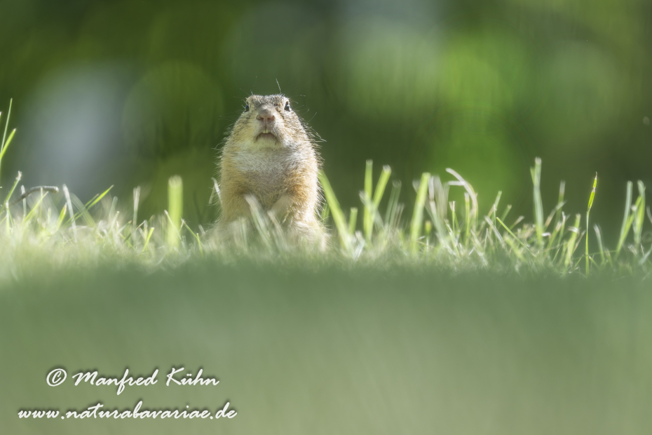 Ziesel ()_0079