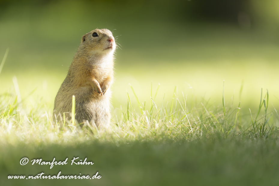 Ziesel ()_0080