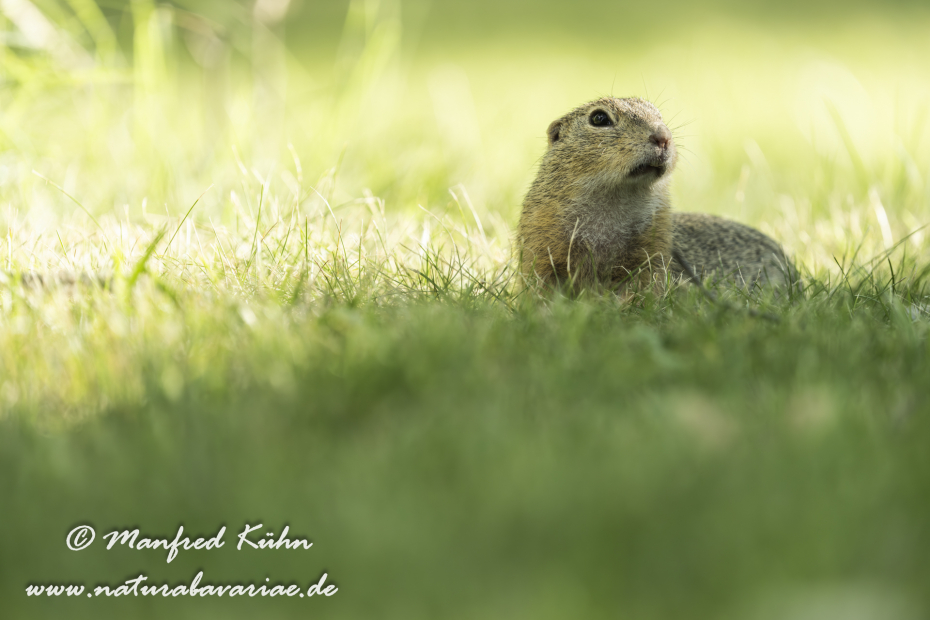Ziesel ()_0083