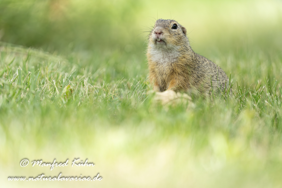 Ziesel ()_0090