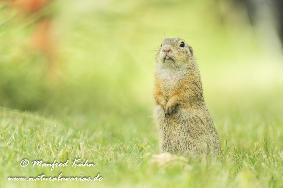 Ziesel ()_0092