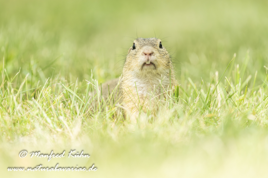 Ziesel ()_0094