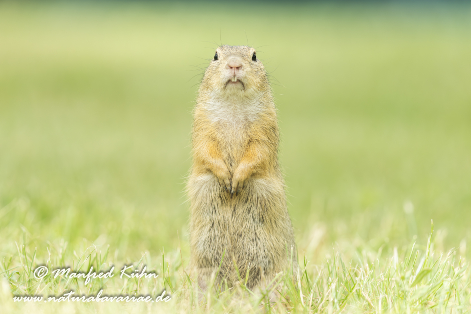 Ziesel ()_0095