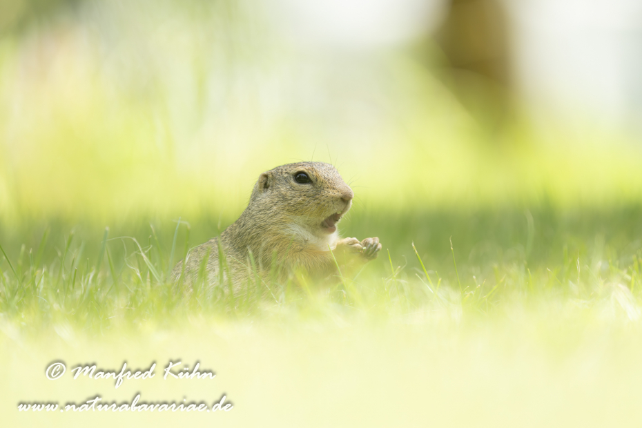 Ziesel ()_0104