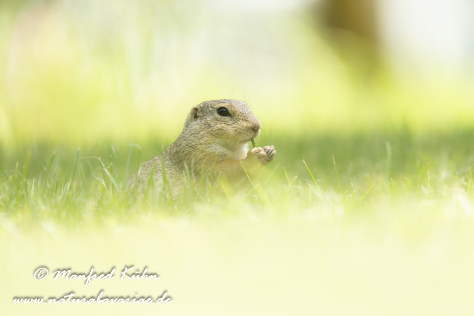 Ziesel ()_0105