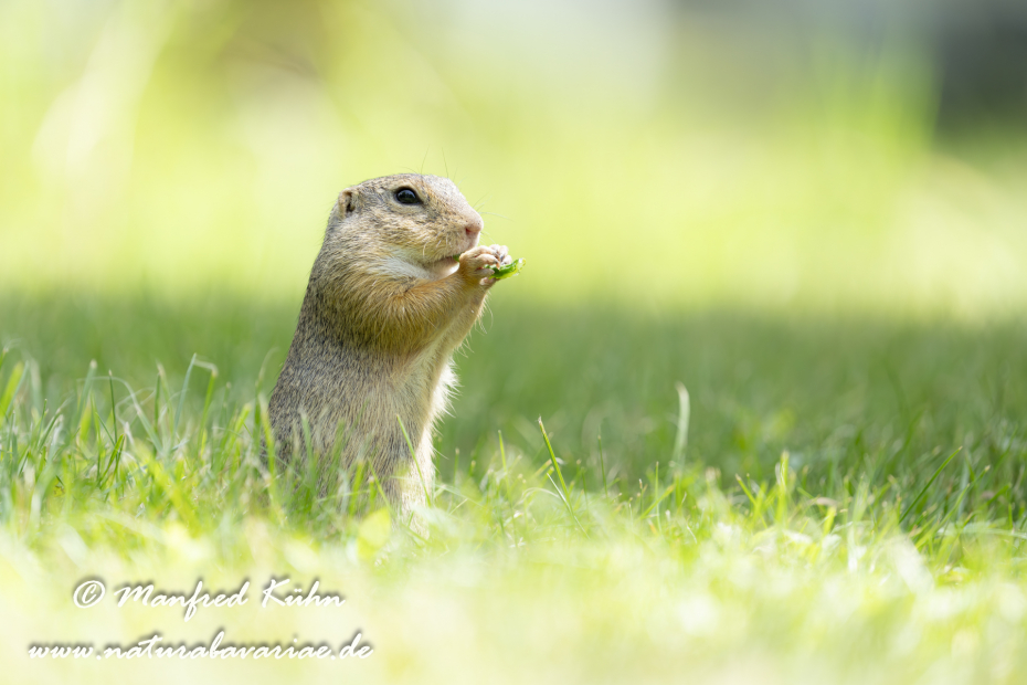 Ziesel ()_0112