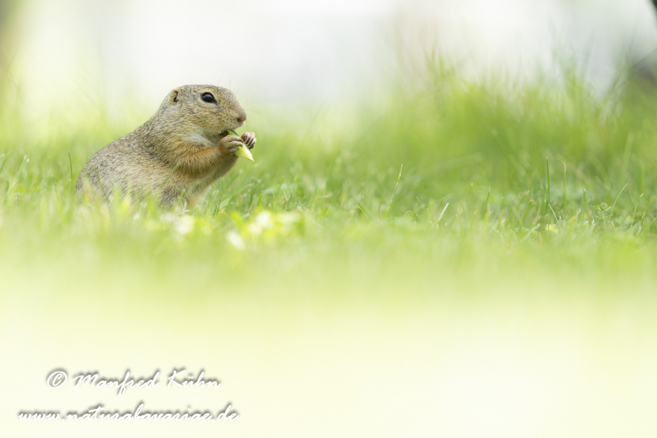 Ziesel ()_0113