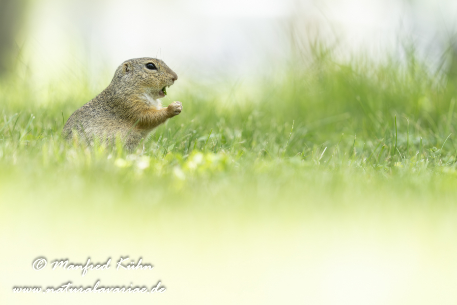 Ziesel ()_0125