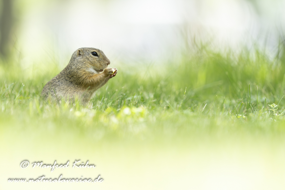 Ziesel ()_0127