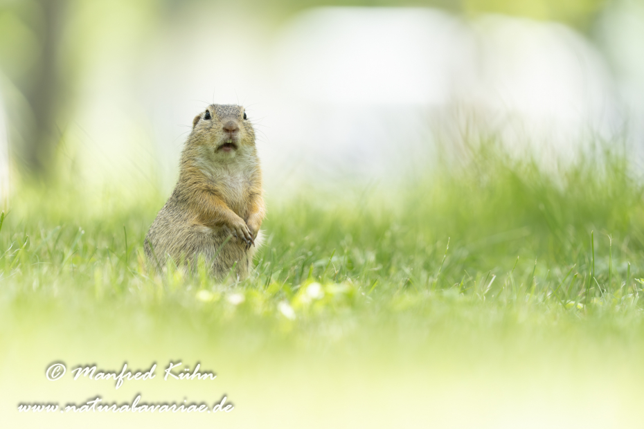 Ziesel ()_0135