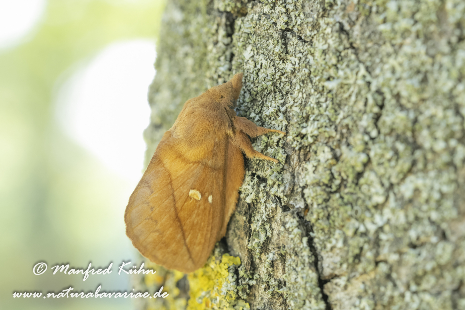 Grasglucke ()_0002